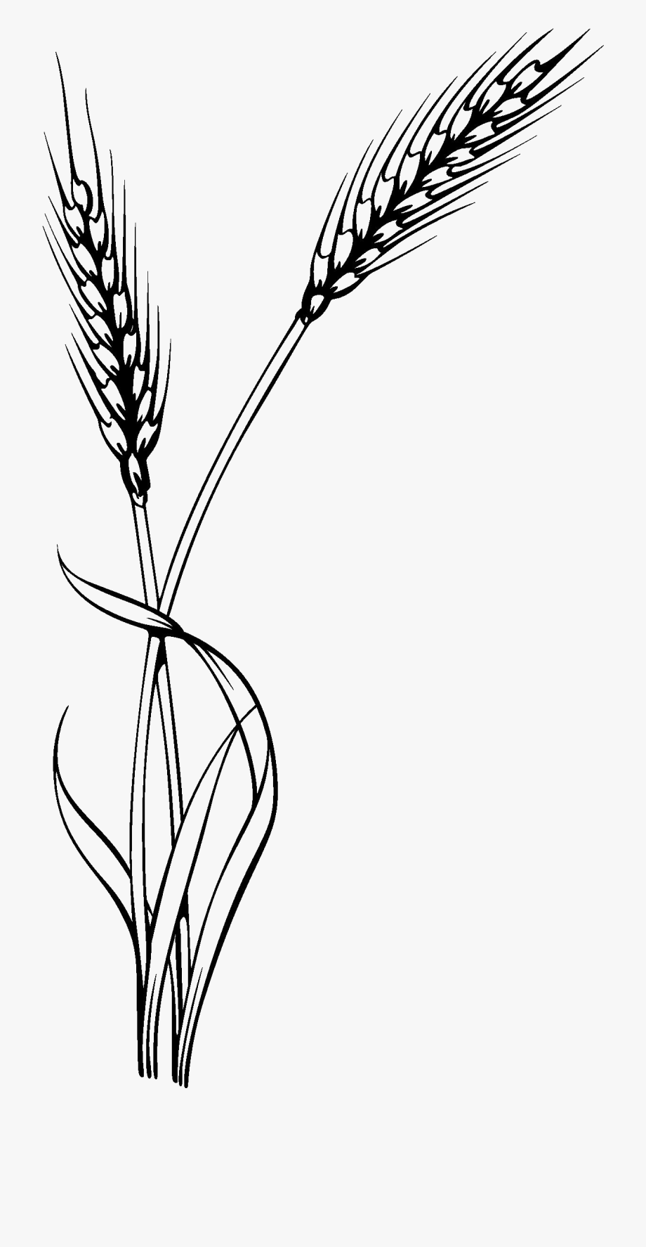 Wheat Clipart Millet Plant