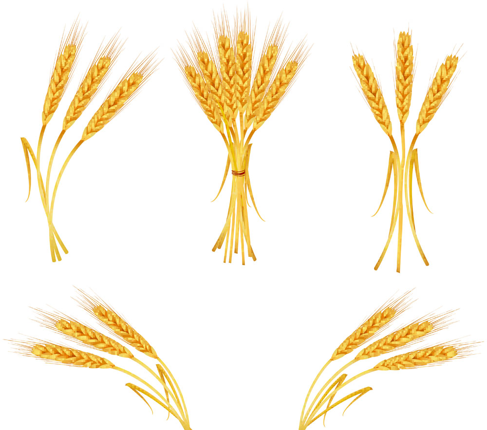 Free Free Wheat Vector, Download Free Clip Art, Free Clip