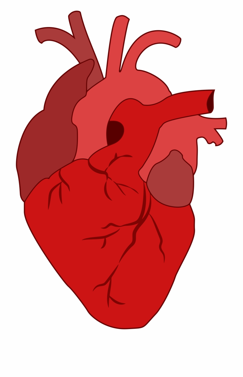 Real heart clipart.