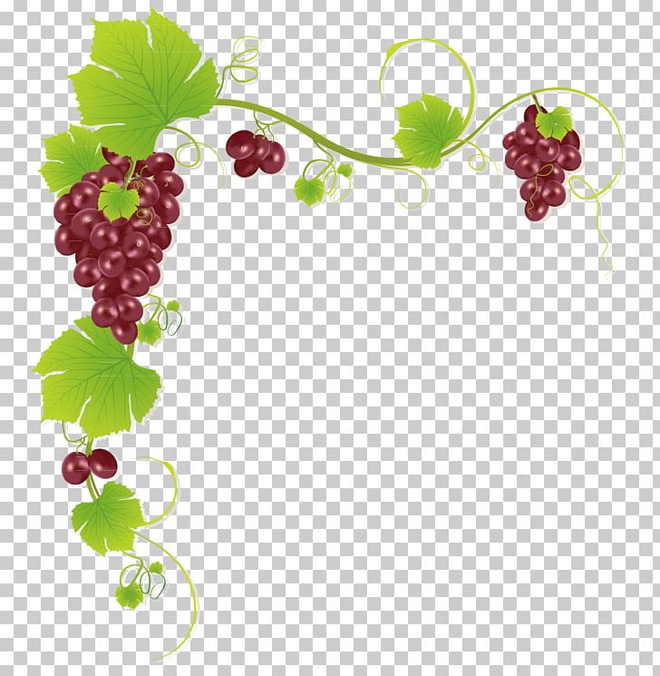 Common Grape Vine Wine Juice Muscadine Grape PNG, Clipart