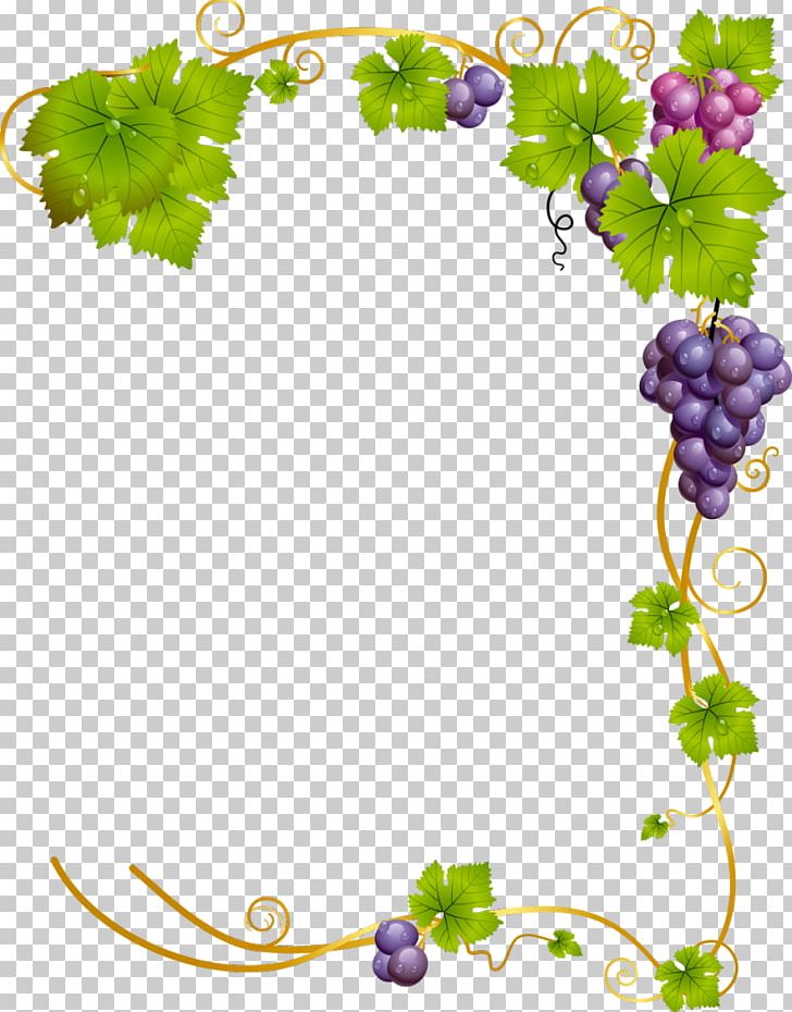 Common Grape Vine Wine PNG, Clipart, Border Frames, Branch