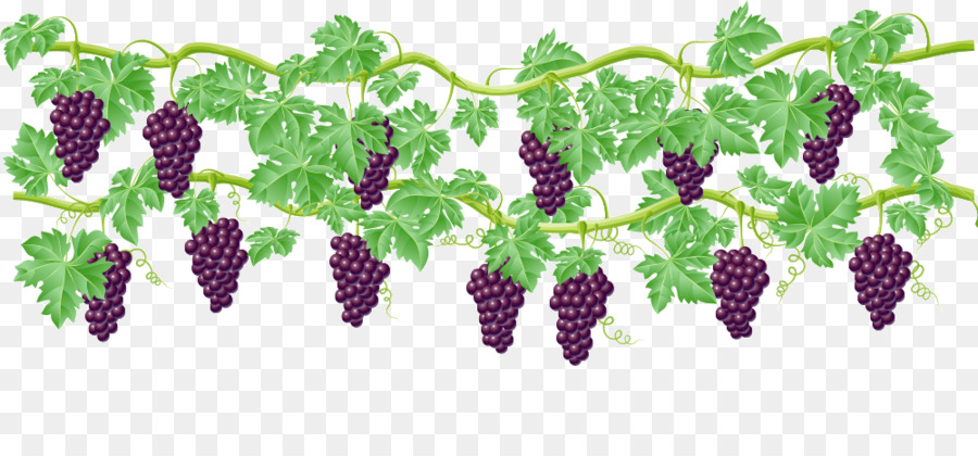 wine clipart grape vine