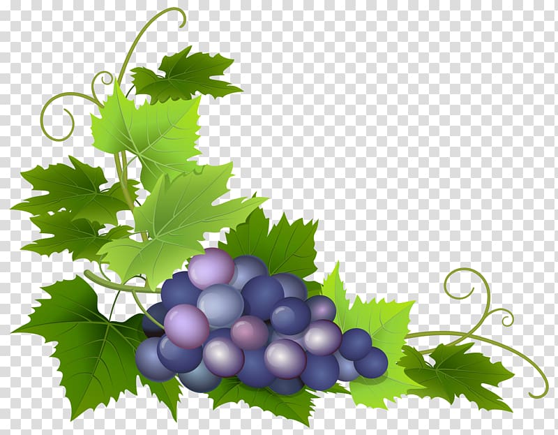 Common Grape Vine Wine Grape leaves , Grapes transparent