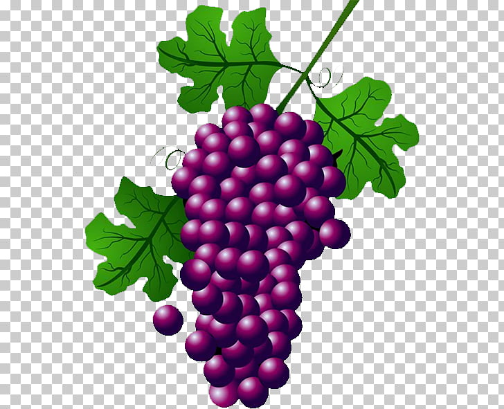 Wine Common Grape Vine Concord grape , grape PNG clipart