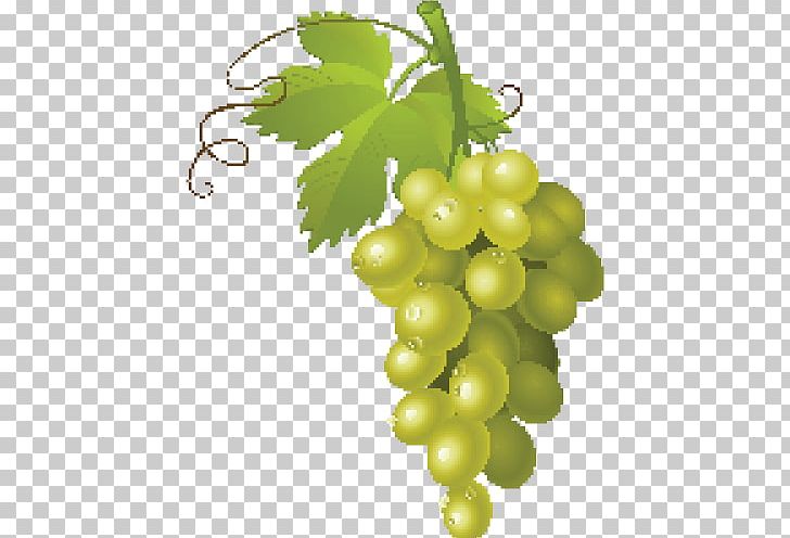 Common Grape Vine Wine PNG, Clipart, Common Grape Vine, Food