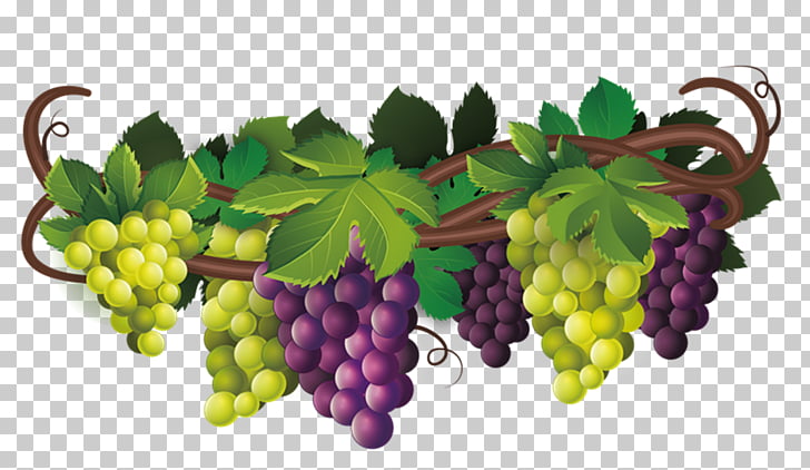 Common grape vine.
