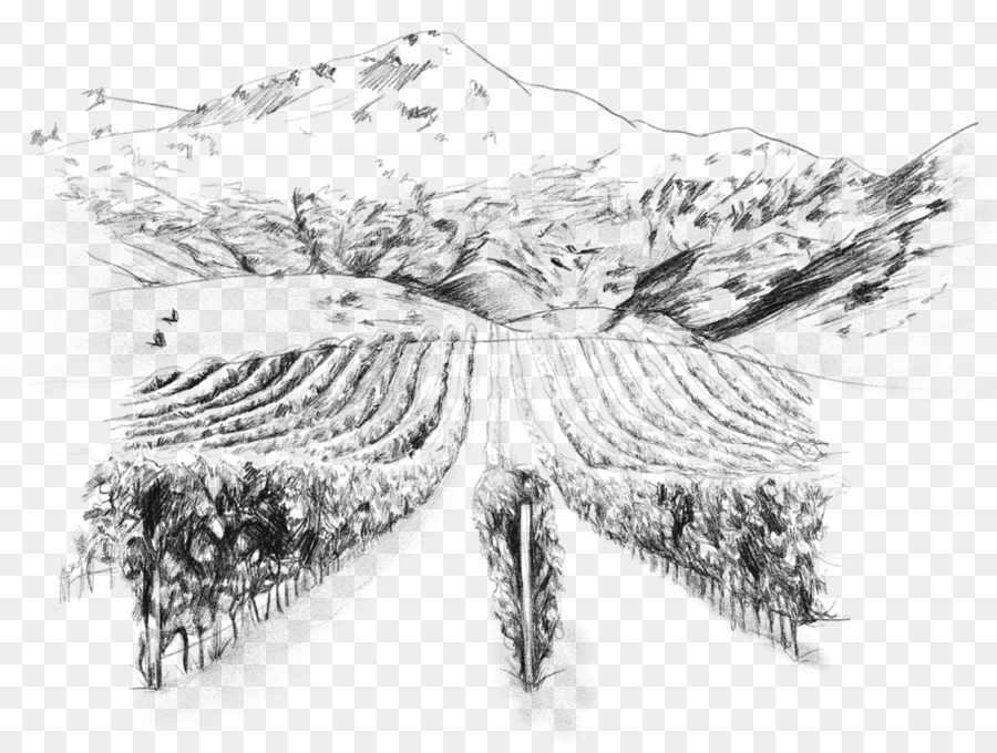 wine clipart sketch