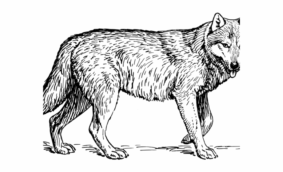 Gray Wolf Clipart Wolf Head