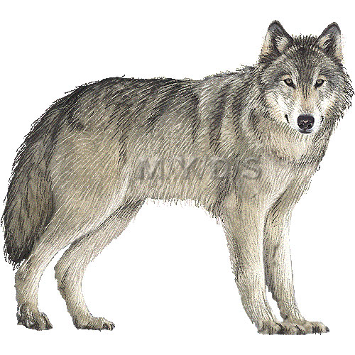 wolf clipart gray