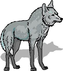 Free gray wolf.