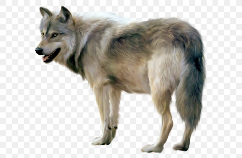 Gray Wolf Clip Art, PNG,