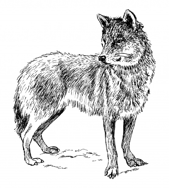 Wolf Clipart Illustration Free Stock Photo