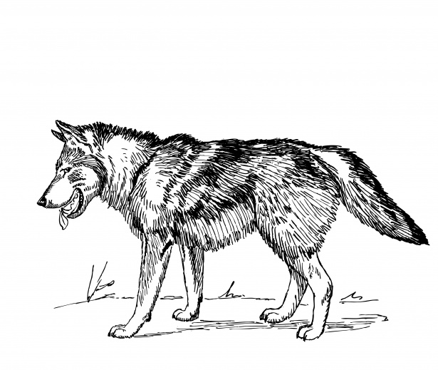 Wolf clipart illustration.