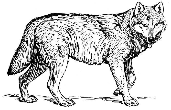 Free wolf clipart.
