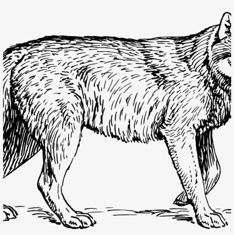 Free wolf clipart.