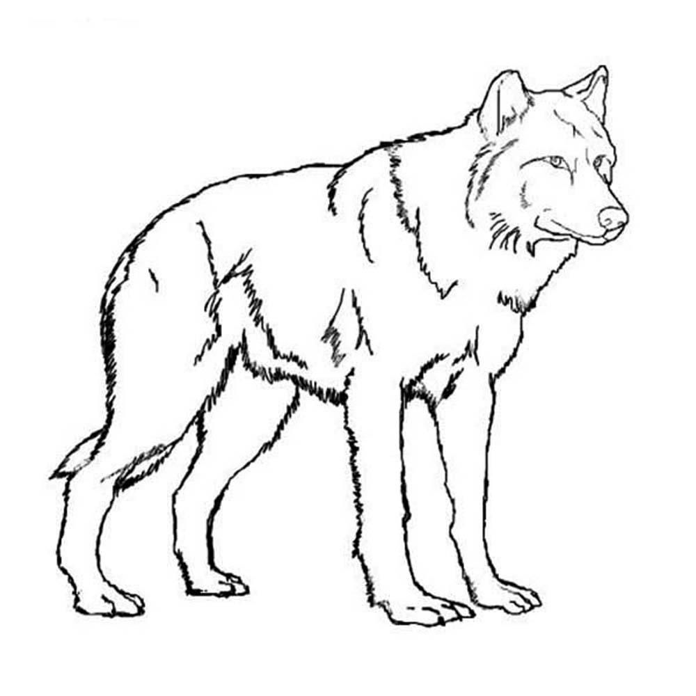 Realistic wolf coloring pages