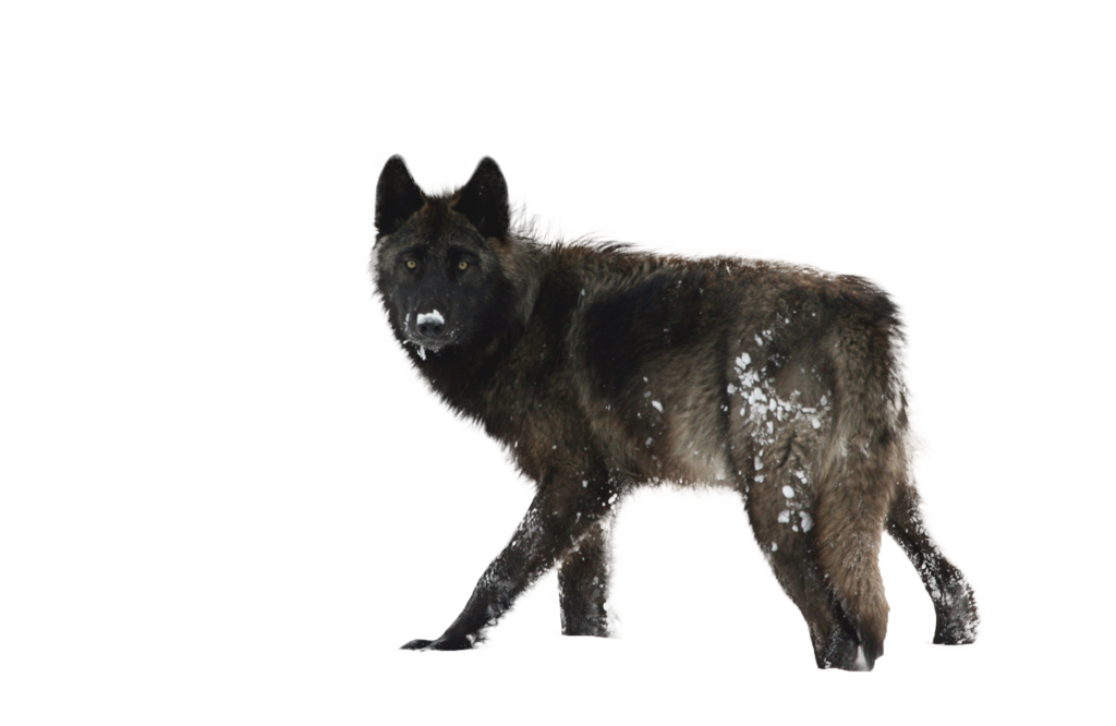 Wolf clipart realistic.