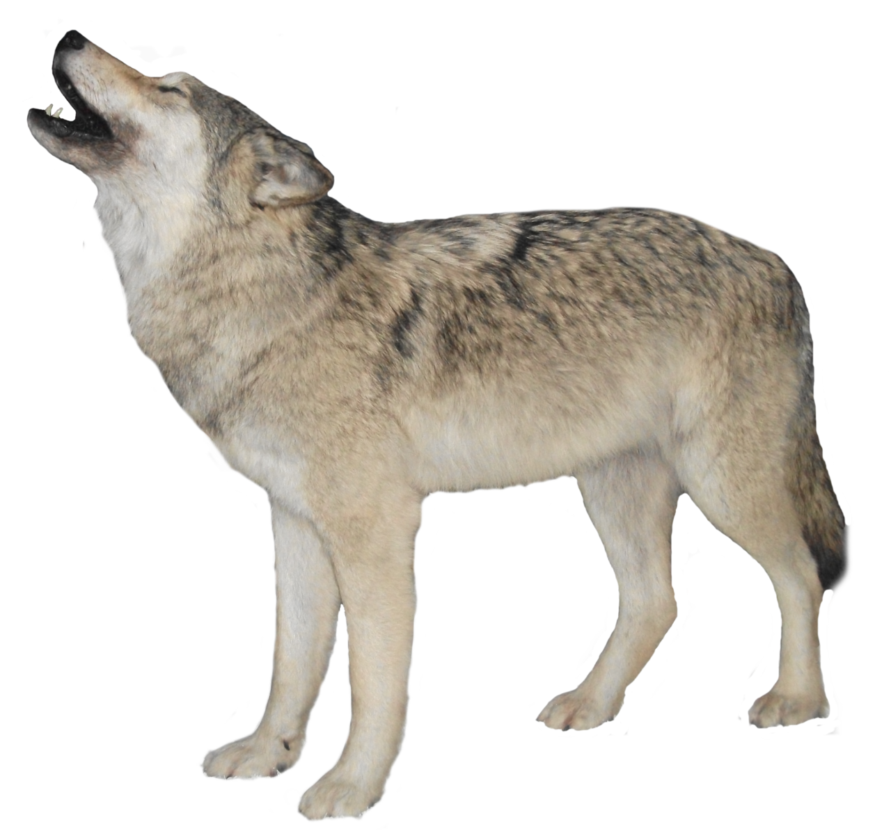 wolf clipart transparent background