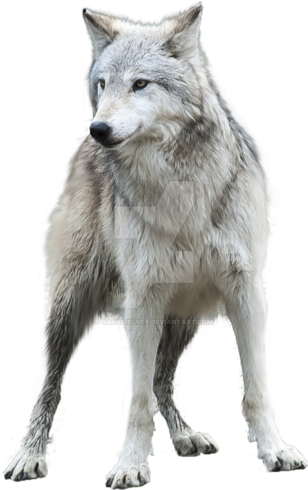 Wolf PNG Images Transparent Free Download