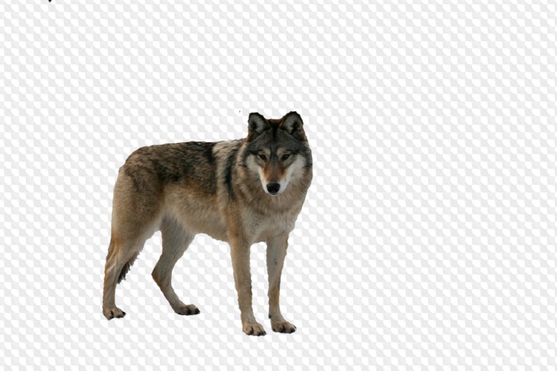 Wolf clipart with.