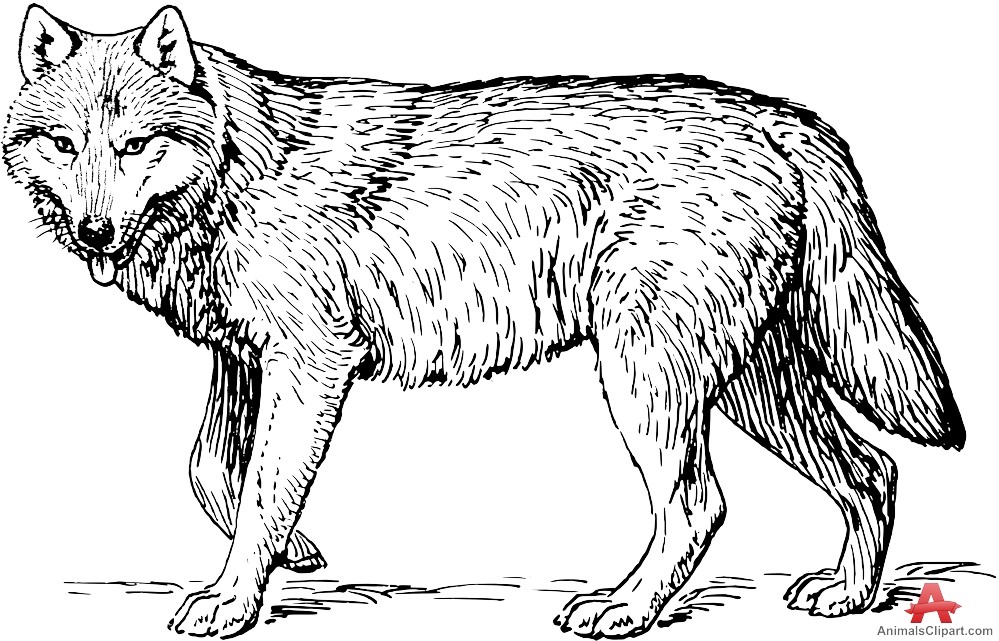 Free Black And White Wolf Drawing, Download Free Clip Art