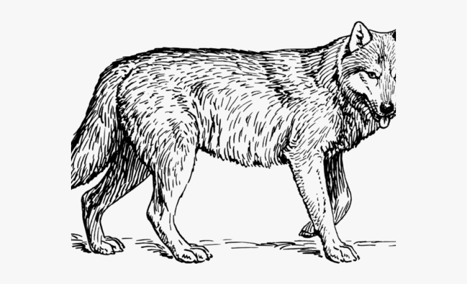 Gray Wolf Clipart Wolf Profile