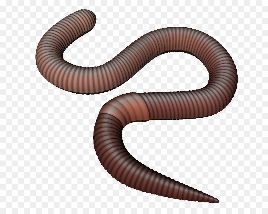 Earthworm png clipart.