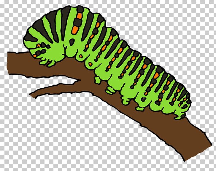 Caterpillar butterfly worm.