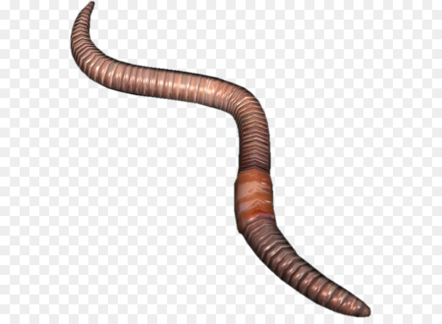 Earthworm png clipart.