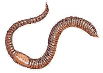 Earthworm drawing clipart.