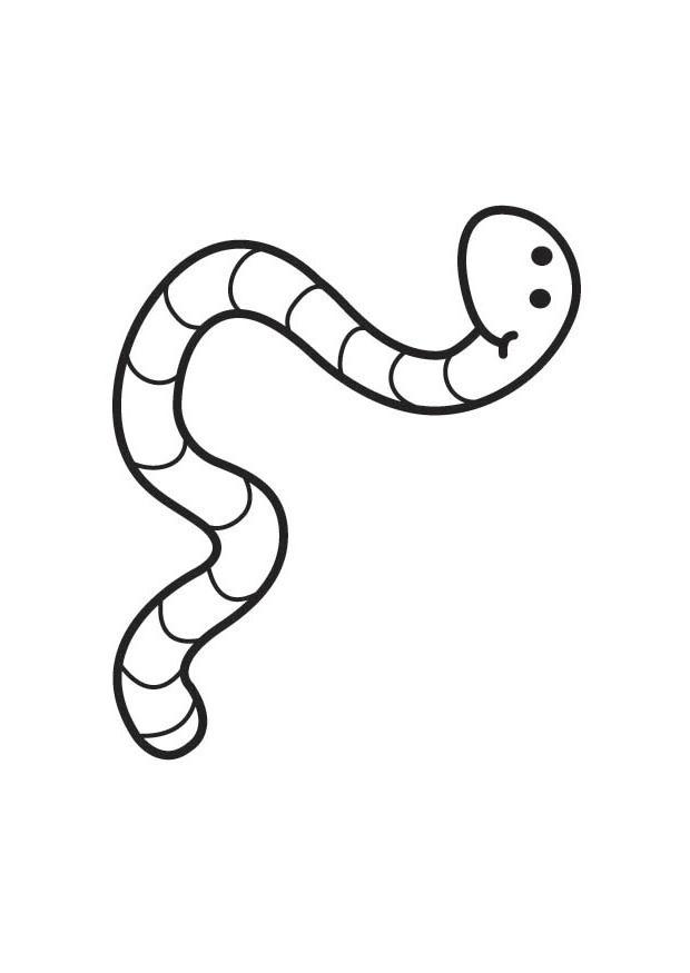 worm clipart realistic
