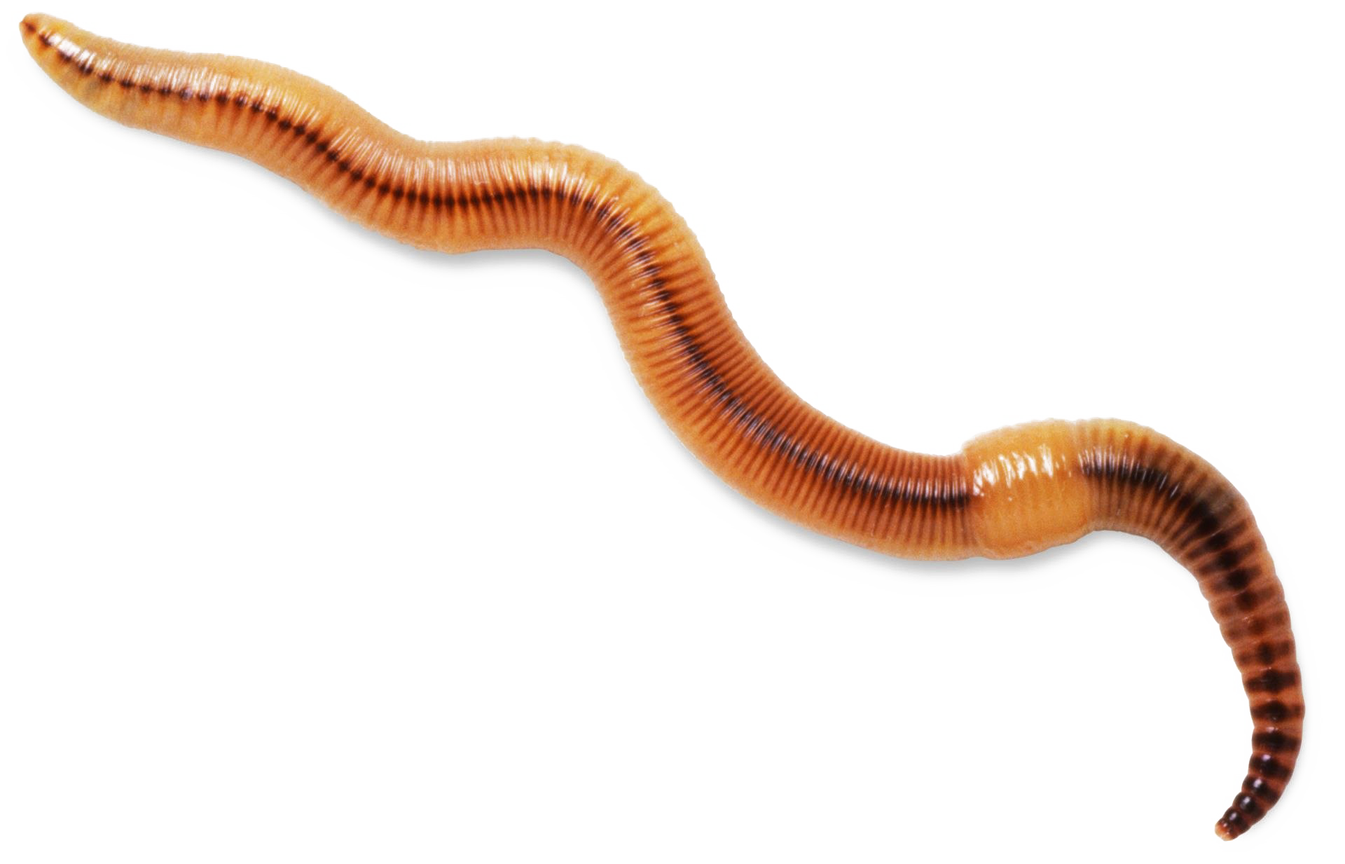 Worms PNG Images Transparent Background