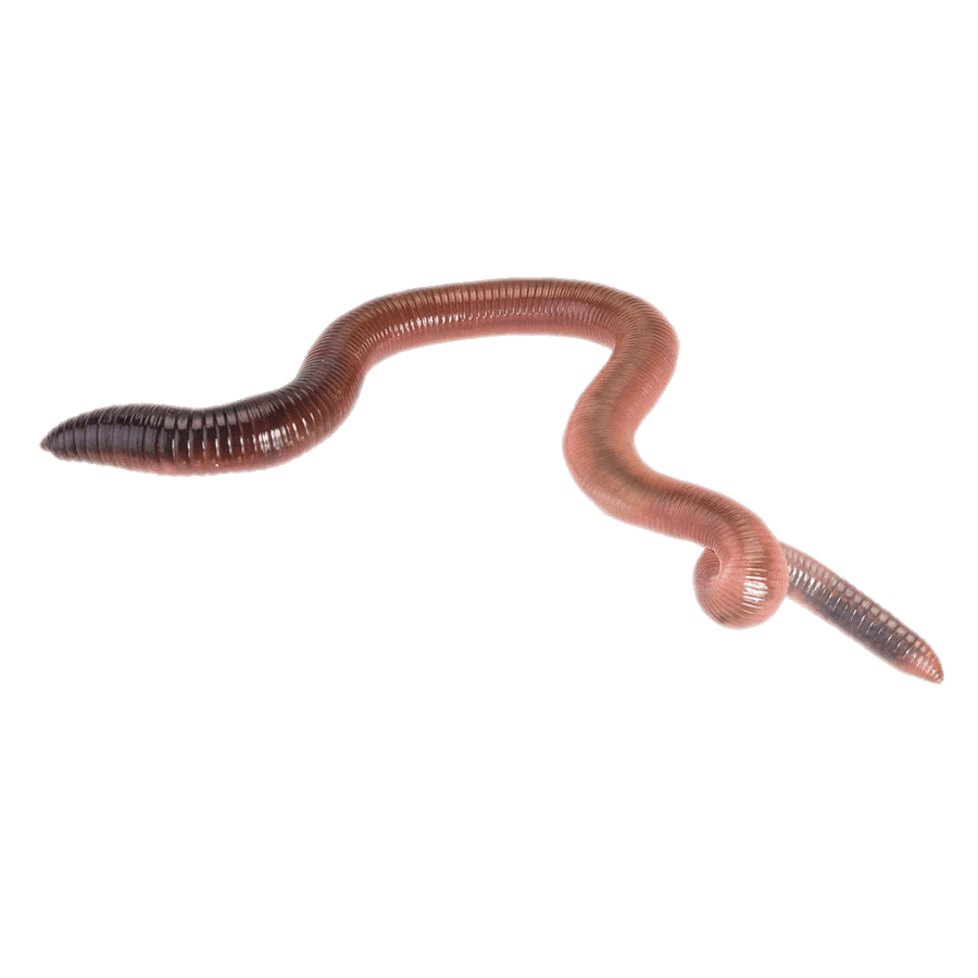 Earth Worm transparent PNG