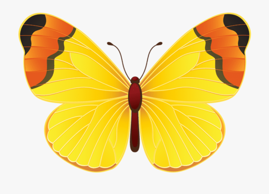 Butterfly clipart yellow.