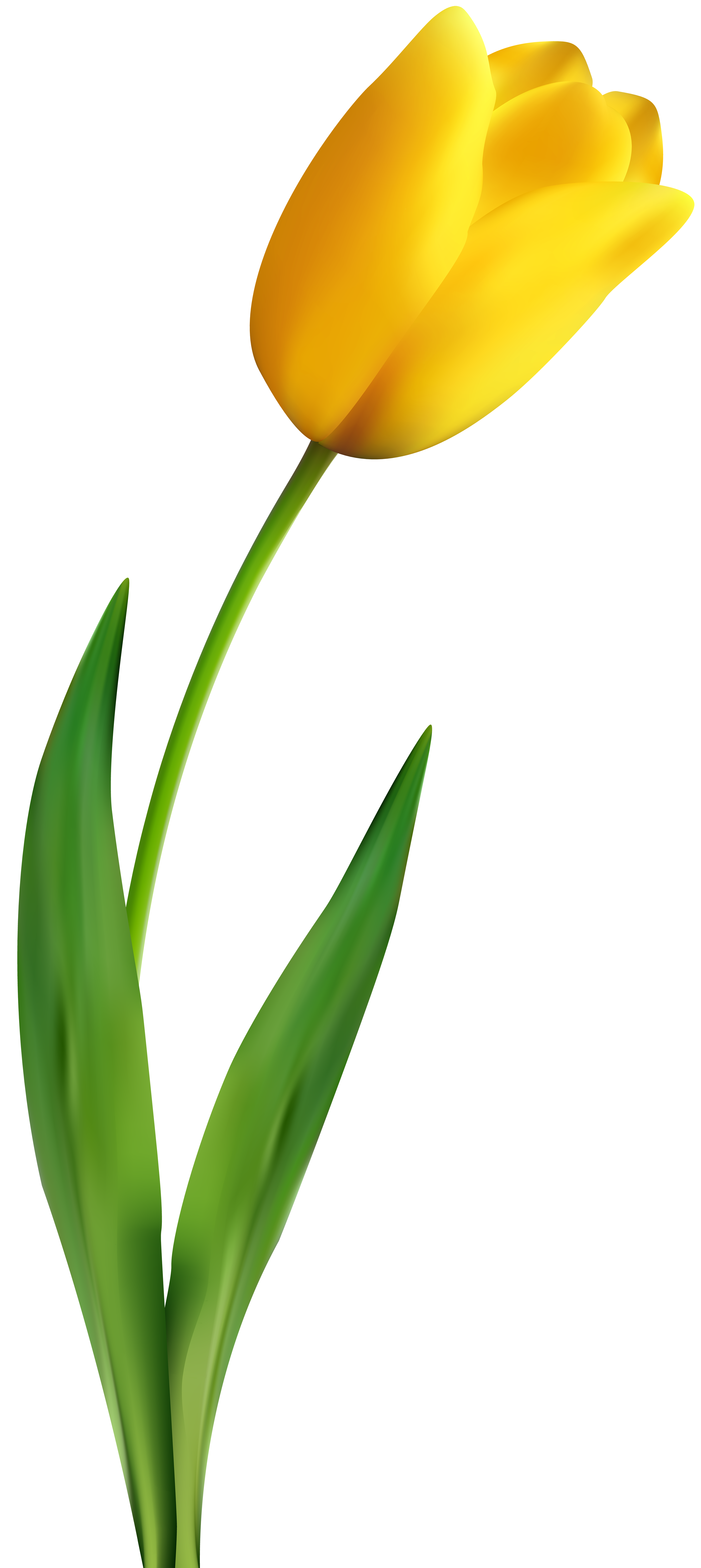 Yellow tulip transparent.