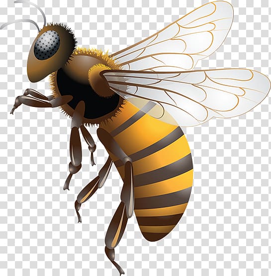 Yellow and black yellowjacket , Western honey bee
