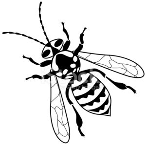 Yellow Jacket Bee Vector Illustration IN Black and White