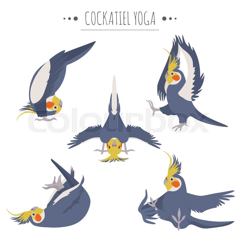 Cockatiel yoga poses and exercises
