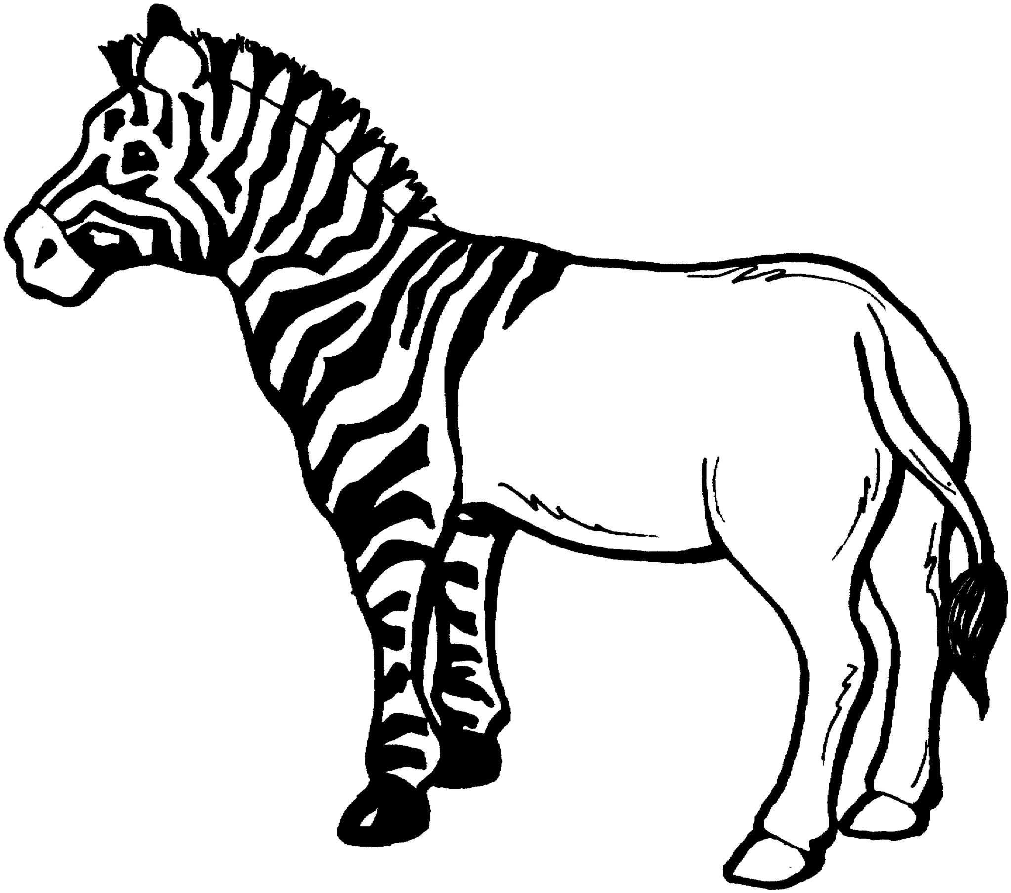 zebra clipart black and white drawing