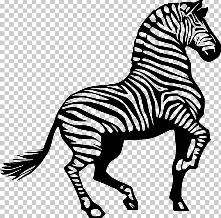 Zebra horse black.
