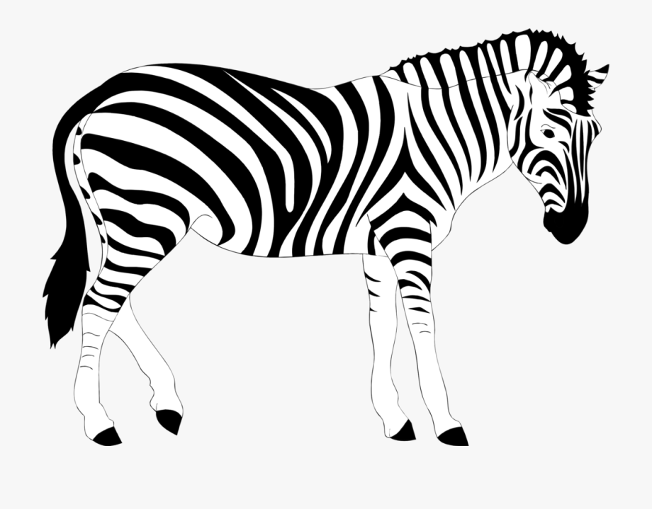 Zebra clipart realistic.