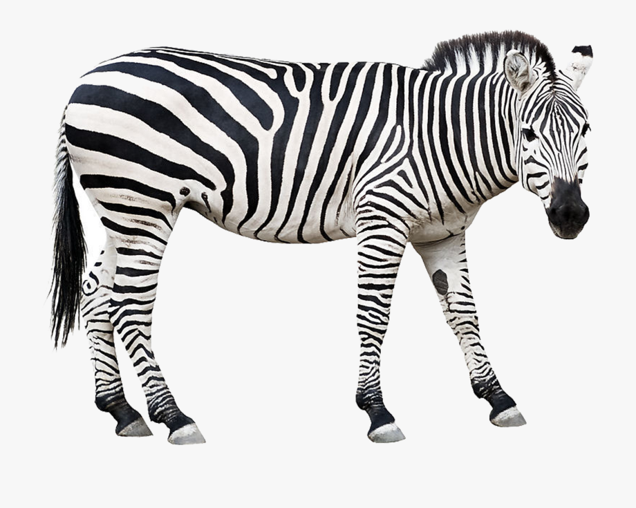 Zebra Stock Clip Art