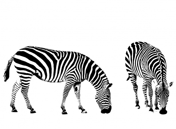 Zebra illustration clipart.