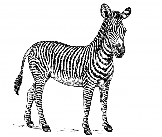 Zebra Illustration Clipart Free Stock Photo