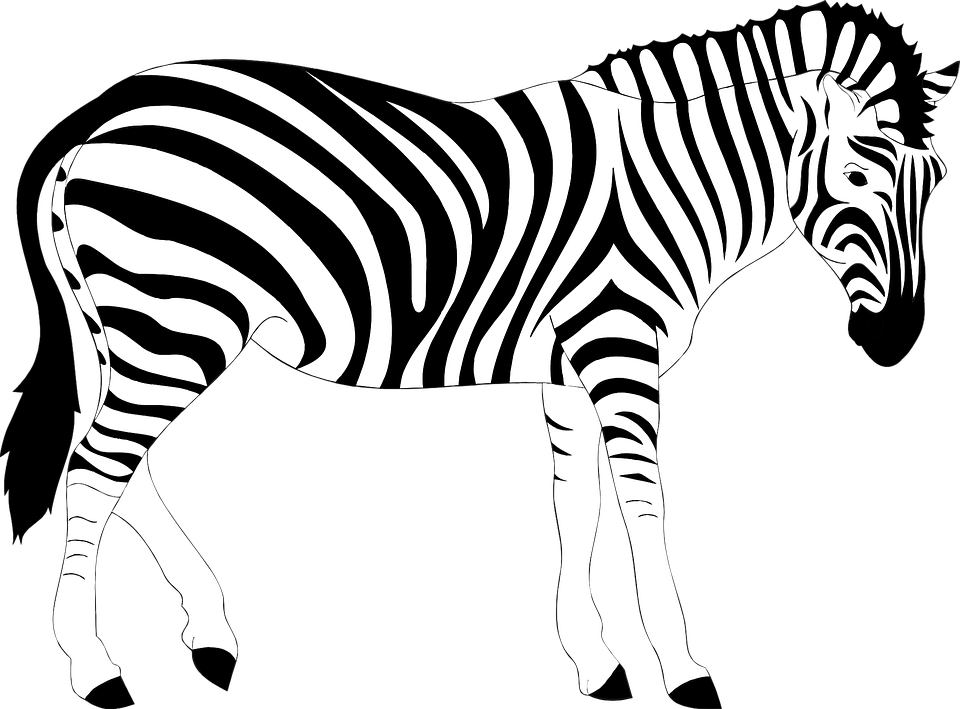 Zebra clipart wild.