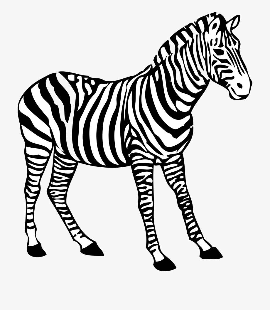 Temporary Zebra Clipart Black And White Coloring Picture