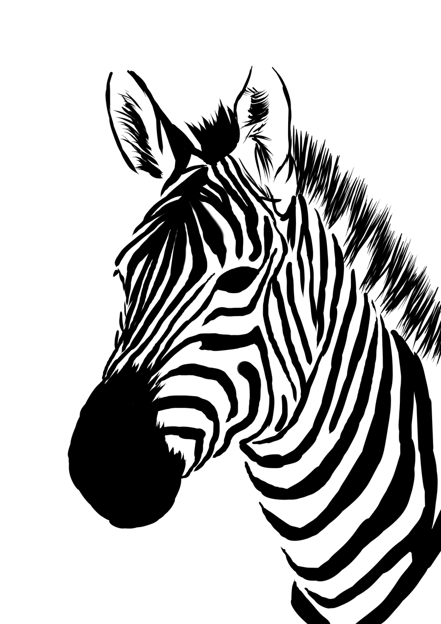 Zebra head drawing.