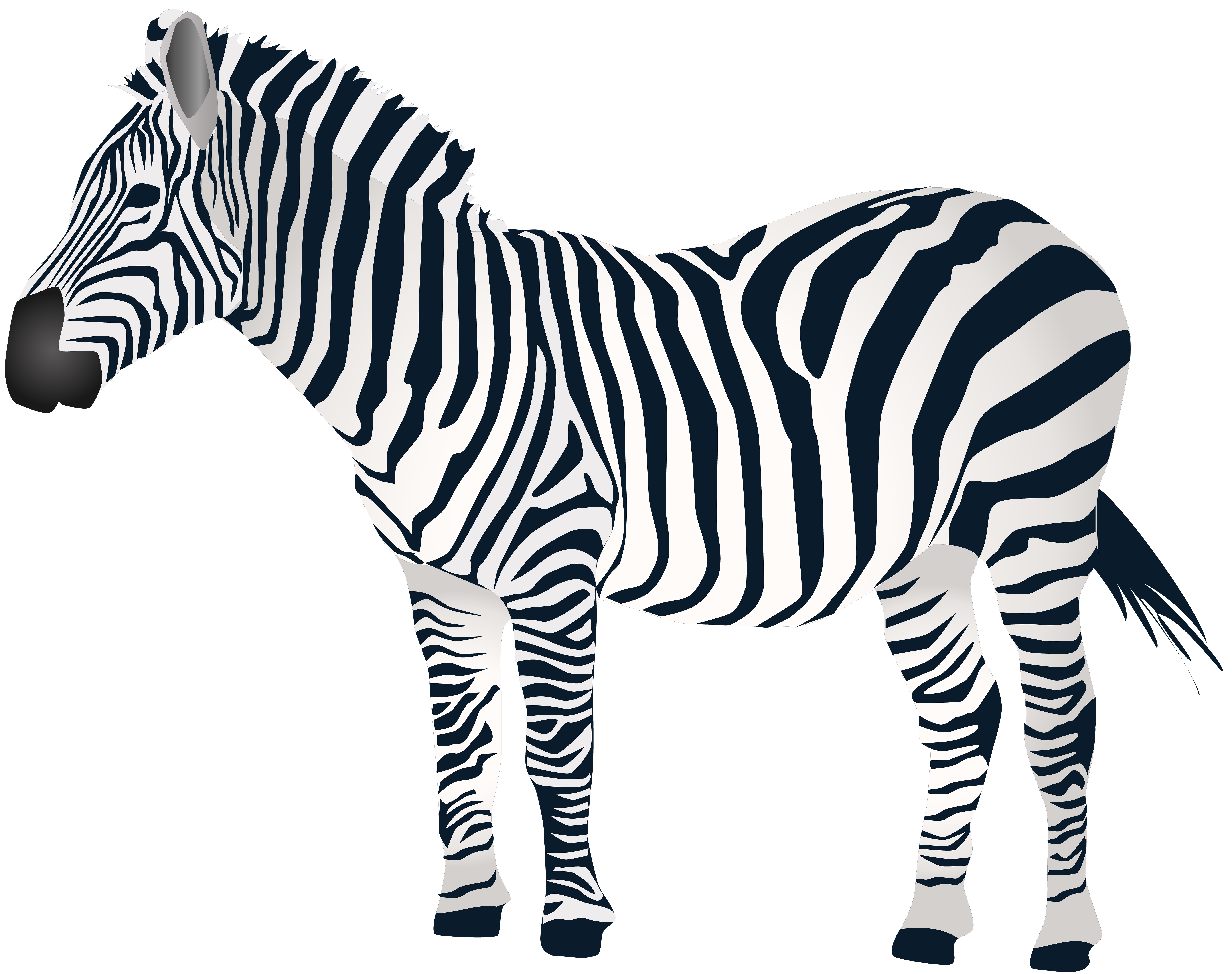 Zebra png clip.