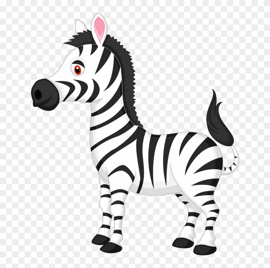 Zebra like zebra.