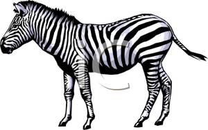 Realistic wild zebra.